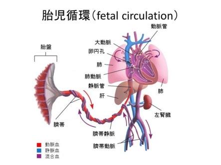 臍靜脈充氧血|臍靜脈:概述,胎兒的血液循環：,